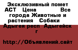 Эксклюзивный помет АСТ › Цена ­ 30 000 - Все города Животные и растения » Собаки   . Адыгея респ.,Адыгейск г.